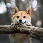 NOTIQUE Poznámkový kalendár Happy Doge 2027, 30 x 30 cm