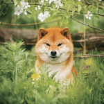 NOTIQUE Poznámkový kalendár Happy Doge 2027, 30 x 30 cm
