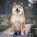 NOTIQUE Poznámkový kalendár Happy Doge 2027, 30 x 30 cm