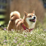 NOTIQUE Poznámkový kalendár Happy Doge 2027, 30 x 30 cm