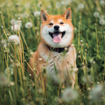 NOTIQUE Poznámkový kalendár Happy Doge 2027, 30 x 30 cm