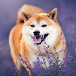 NOTIQUE Poznámkový kalendár Happy Doge 2027, 30 x 30 cm
