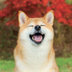 NOTIQUE Poznámkový kalendár Happy Doge 2027, 30 x 30 cm