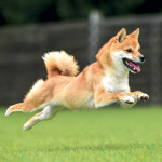 NOTIQUE Poznámkový kalendár Happy Doge 2027, 30 x 30 cm