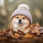 NOTIQUE Poznámkový kalendár Happy Doge 2027, 30 x 30 cm