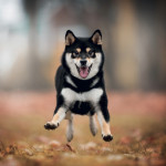 NOTIQUE Poznámkový kalendár Happy Doge 2027, 30 x 30 cm