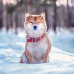 NOTIQUE Poznámkový kalendár Happy Doge 2027, 30 x 30 cm