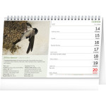 NOTIQUE Stolový kalendár České vtáctvo CZ 2027, 23,1 x 14,5 cm