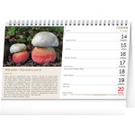 NOTIQUE Stolový kalendár Huby CZ 2027, 23,1 x 14,5 cm