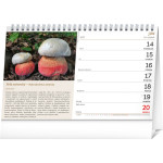 NOTIQUE Stolový kalendár Huby 2027, 23,1 x 14,5 cm